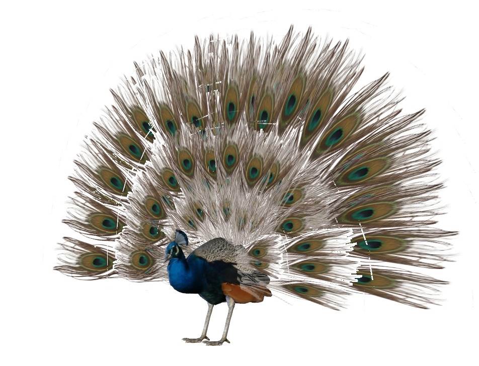 孔雀开屏动物动物SU模型 SU模型免费下载_sketchup模型