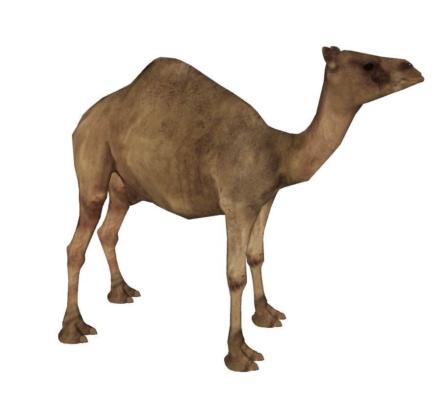 卡通骆驼动物动物SU模型 SU模型免费下载_sketchup模型