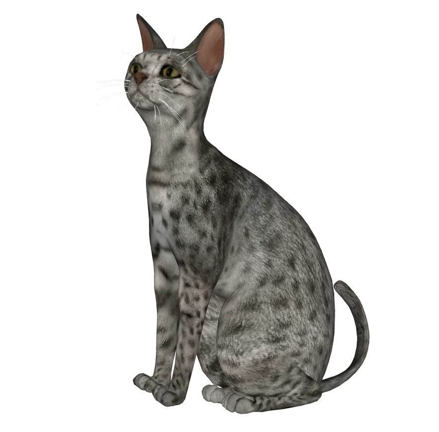 现代宠物猫动物SU模型 SU模型免费下载_sketchup模型