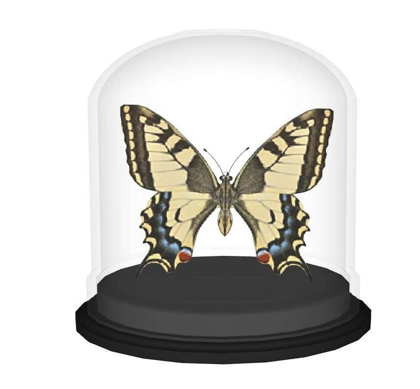 蝴蝶标本装饰摆件装饰SU模型 SU模型免费下载_sketchup模型