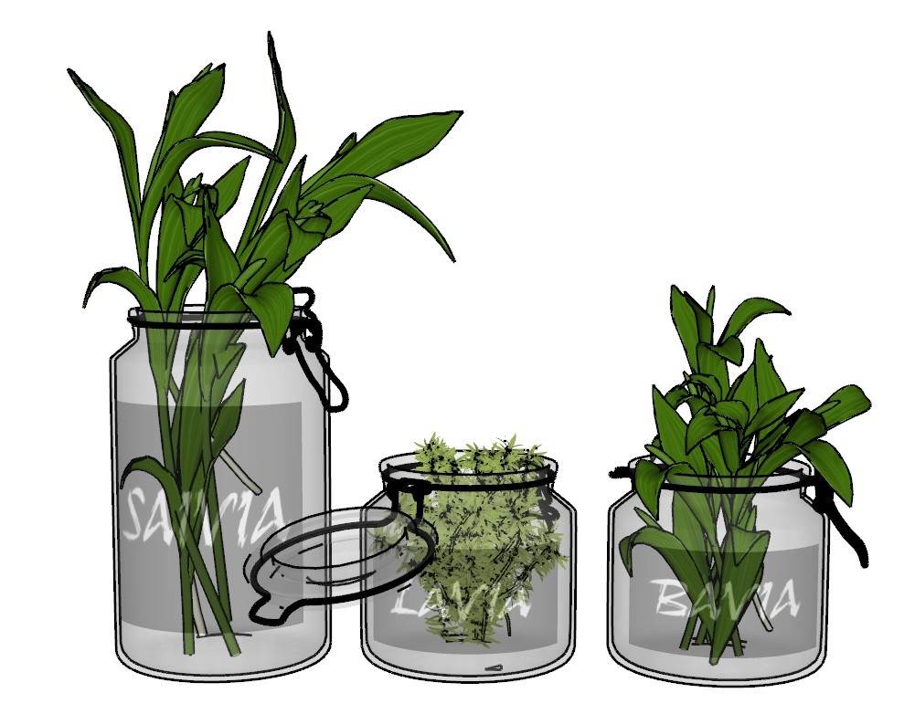 透明玻璃罐植物装饰SU模型 SU模型免费下载_sketchup模型