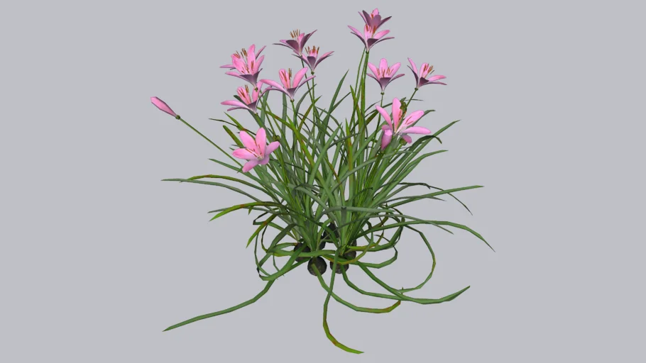 粉花葱兰风雨兰植物SU模型 SU模型免费下载_sketchup模型