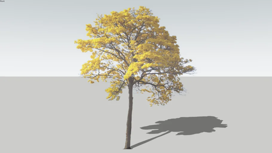 2D黄花风铃木SU模型 SU模型免费下载_sketchup模型