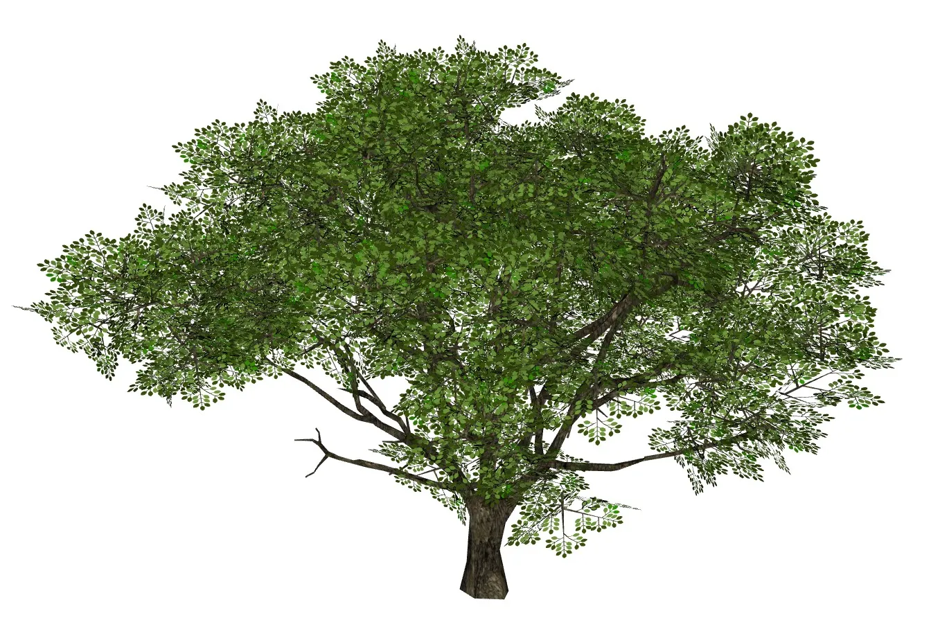 自然形态大树全冠SU模型 SU模型免费下载_sketchup模型