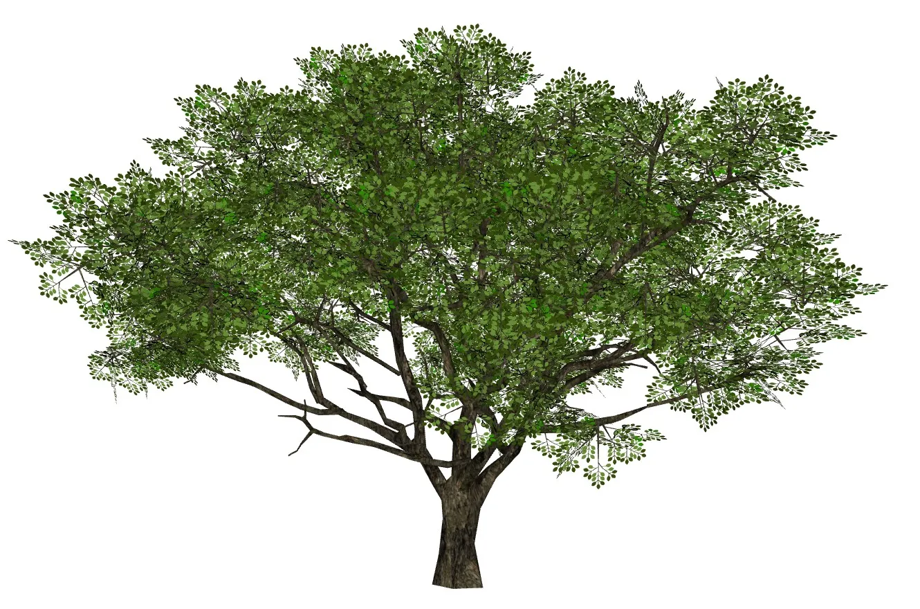 阔叶乔木景观大树SU模型 SU模型免费下载_sketchup模型