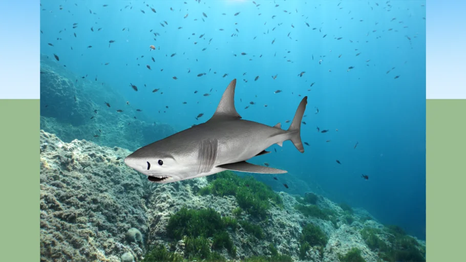 写实大白鲨动物SU模型 SU模型免费下载_sketchup模型