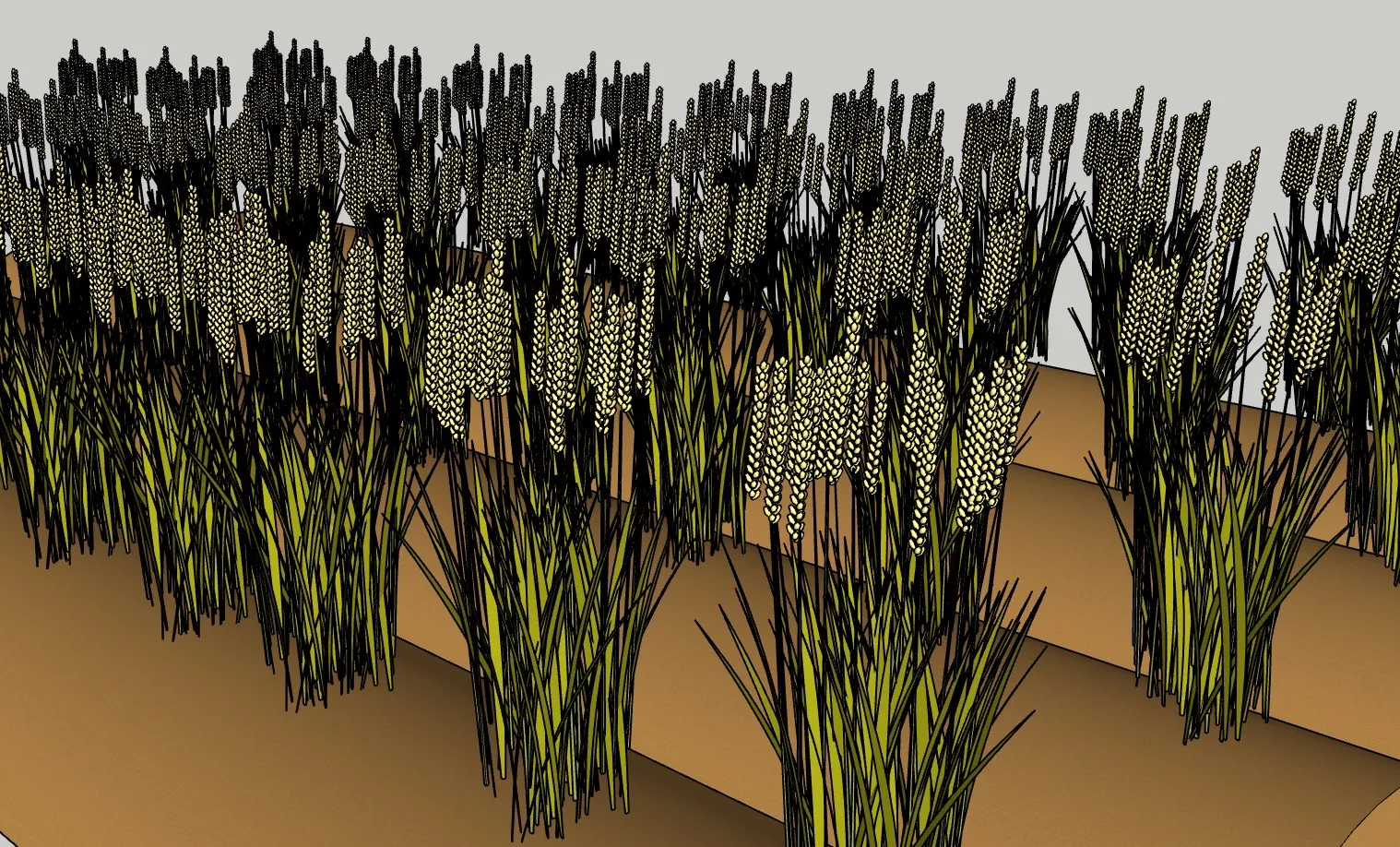 高粱麦穗农作物SU模型 SU模型免费下载_sketchup模型