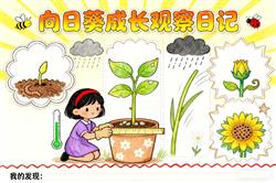 手抄报：向日葵成长观察日记