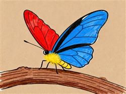 简笔画:彩色蝴蝶