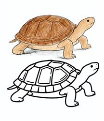 简笔画:乌龟的简笔画图片