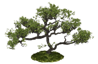 庭院景观树su模型