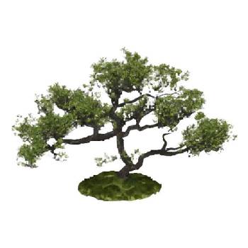 庭院景观树su模型 SU模型下载