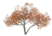 庭院枫树景观su模型