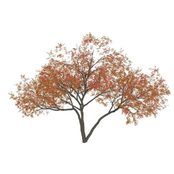 庭院枫树景观su模型 SU模型下载