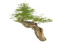 庭院景观树松树su模型