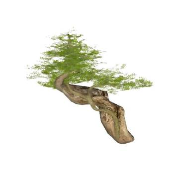 庭院景观树松树su模型 SU模型下载