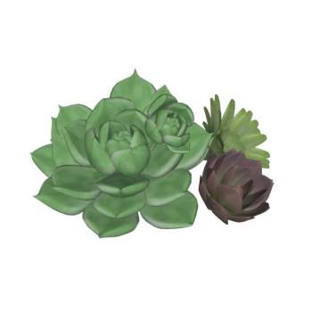 多肉植物su模型 SU模型下载