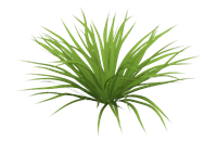 小草植物su模型