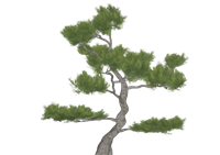 迎客松树景观树su模型