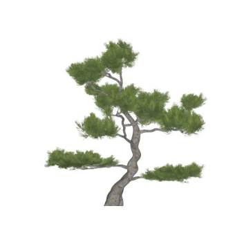 迎客松树景观树su模型 SU模型下载