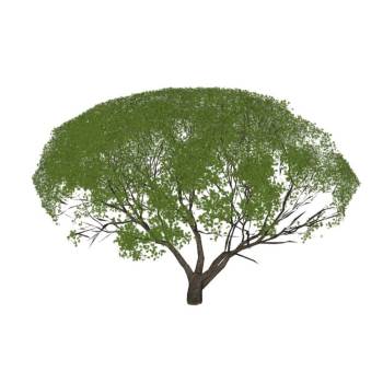 灌木树植物su模型 SU模型下载
