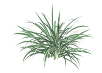 小草植物su模型