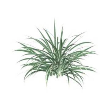 小草植物su模型 SU模型下载