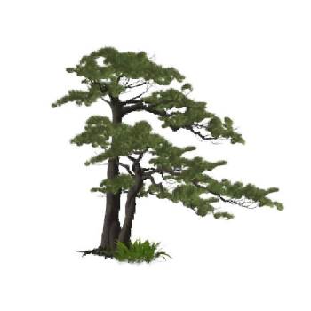 迎客松树景观su模型 SU模型下载