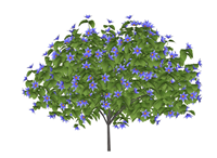 蓝花楹观赏树灌木su模型