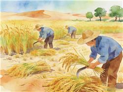 水彩画:新疆沙漠水稻丰收了