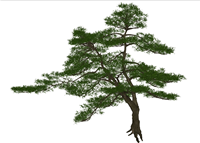 罗汉松庭院景观迎客松su模型