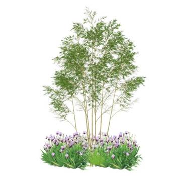 竹子植物景观su模型 SU模型下载