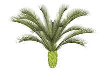 棕榈树植物su模型