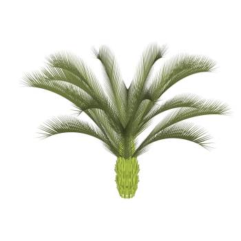 棕榈树植物su模型 SU模型下载