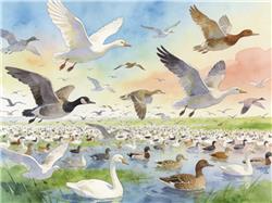 水彩画:数十万只候鸟是怎么“数”出来的