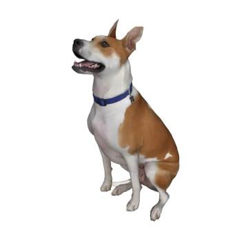 比格犬小狗动物SU模型 - SU模型免费下载_sketchup模型