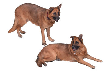 [动物]两只德国牧羊犬狼狗 SU模型库