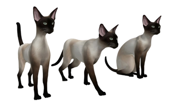 [动物]三只暹罗猫 SU免费模型下载