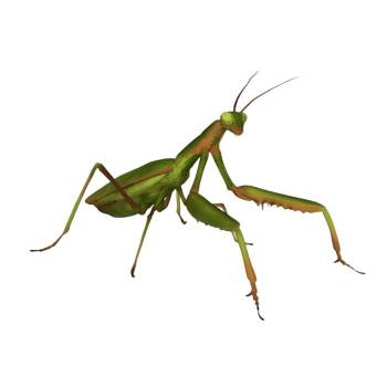 螳螂昆虫动物SU模型 - SU模型免费下载_sketchup模型