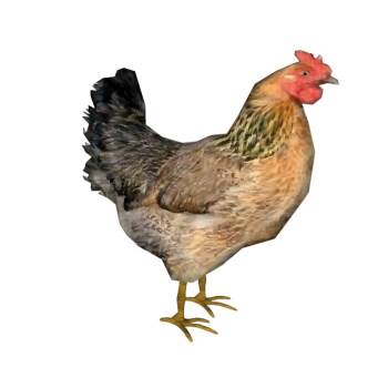 家禽鸡动物SU模型 - SU模型免费下载_sketchup模型