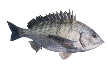 [动物]黑鲷鱼 免费SU模型