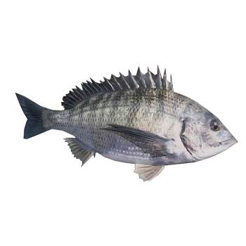 黑鲷鱼动物SU模型 SU模型下载