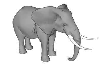 [动物]大象 草图大师SU模型
