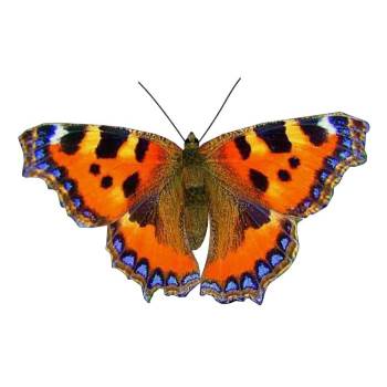 荨麻蛱蝶动物SU模型 SU模型下载