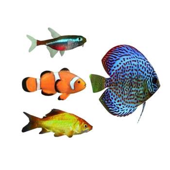 观赏鱼动物SU模型 SU模型下载