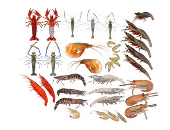 [动物]海鲜虾子 su模型素材