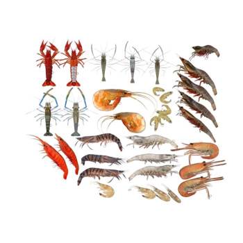 海鲜虾子动物SU模型 SU模型下载