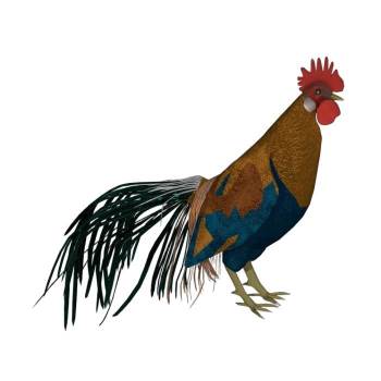 公鸡家禽动物SU模型 SU模型下载