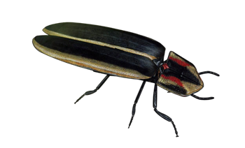 [动物]萤火虫昆虫 sketchup组件