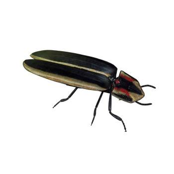 萤火虫昆虫动物SU模型 SU模型下载